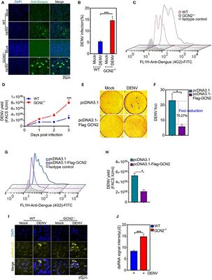 Frontiers Dengue Virus Induced Cox 2 Signaling Is Regulated Through Nutrient Sensor Gcn2 Immunology