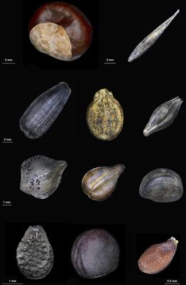 Frontiers | Melanin Pigment in Plants: Current Knowledge and Future ...