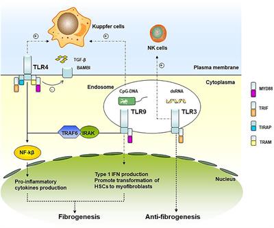 Frontiers | Role of Innate Immunity in Pediatric Post-transplant ...