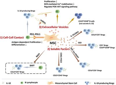 Frontiers | The Immunomodulatory Effects of Mesenchymal Stem Cells on ...