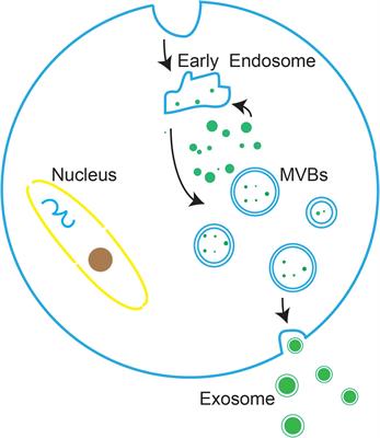 Frontiers | The Roles of Exosomes in Visual and Auditory Systems