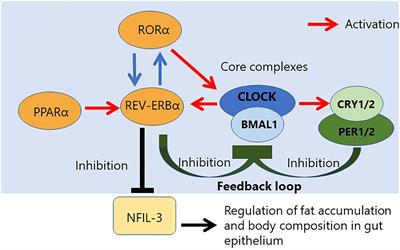 Diurnal Transcriptional Regulation Of Tjp1 Gene By Hsfs A Location Of