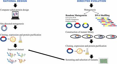 Frontiers | Progress in Ameliorating Beneficial Characteristics of ...