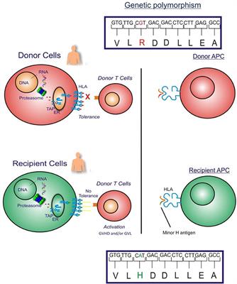 Frontiers | Minor Histocompatibility Antigen-Specific T Cells