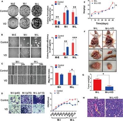 Frontiers | Knockdown of CYP24A1 Aggravates 1α,25(OH)2D3-Inhibited ...