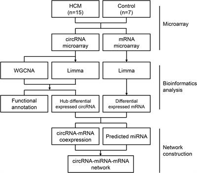 Frontiers | Comprehensive Construction of a Circular RNA-Associated ...