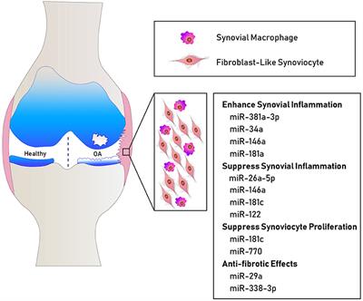 Frontiers Micrornas In Synovial Pathology Associated With Osteoarthritis Medicine