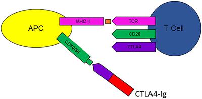 Frontiers | Using Clinical Cases to Restore Basic Science Immunology ...