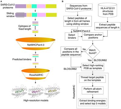 Frontiers | Structure-Based Modeling of SARS-CoV-2 Peptide/HLA-A02 Antigens