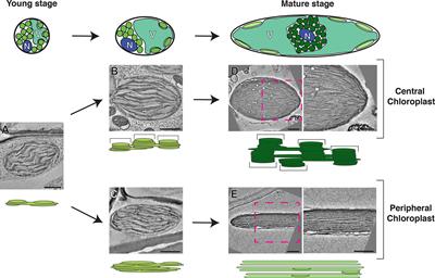 Frontiers Electron Microscopy Views Of Dimorphic Chloroplasts In C4 Plants Plant Science