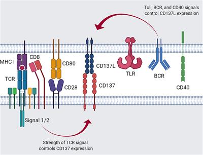 Frontiers | The Murine CD137/CD137 Ligand Signalosome: A Signal ...