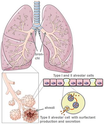 Frontiers | Lung Surfactant for Pulmonary Barrier Restoration in ...
