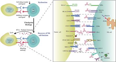 Frontiers | Targeting NK Cell Checkpoint Receptors or Molecules for ...