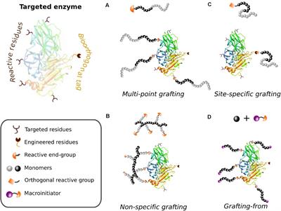 Site-specific protein immobilization by fusion to self-labeling tags.