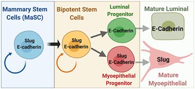 Frontiers | Slug and E-Cadherin: Stealth Accomplices?