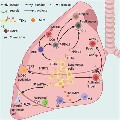 Frontiers | Immunoregulatory Roles of Extracellular Vesicles and ...