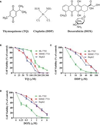 Frontiers Thymoquinone Selectively Induces Hepatocellular Carcinoma Cell Apoptosis In Synergism With Clinical Therapeutics And Dependence Of P53 Status Pharmacology