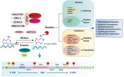 Frontiers New Insights On The Role Of N6 Methyladenosine Rna Methylation In The Physiology And Pathology Of The Nervous System Molecular Biosciences