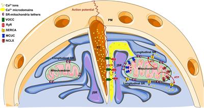 Frontiers | Sarcoplasmic Reticulum-Mitochondria Kissing in ...