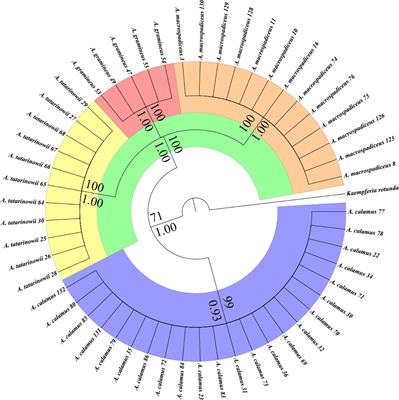 Frontiers | From Folk Taxonomy to Species Confirmation of Acorus ...