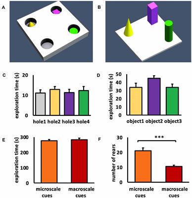 Synaptic Plasticity Learning and Memory in Perirhinal Cortex