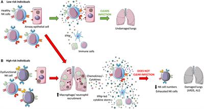 SARS-CoV-2 evades natural killer cell cytotoxic responses