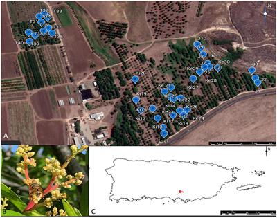 Frontiers Community And Species Level Changes Of Insect Species Visiting Mangifera Indica Flowers Following Hurricane Maria The Devil Is In The Details Ecology And Evolution