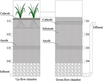 Frontiers | Nutrient Removal Process and Cathodic Microbial Community ...