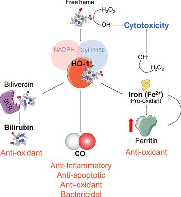 Frontiers | Targeting the Heme Oxygenase 1/Carbon Monoxide Pathway to ...