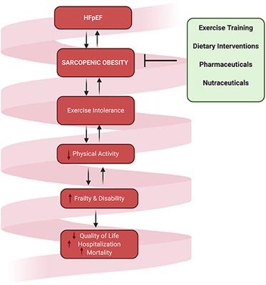 Frontiers Sarcopenic Obesity In Heart Failure With Preserved Ejection Fraction Endocrinology