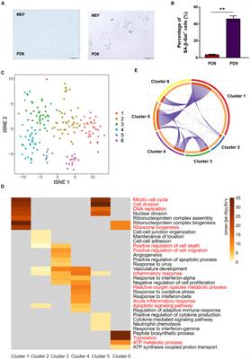 Frontiers  Single-Cell Transcriptome Analysis Reveals Six Subpopulations  Reflecting Distinct Cellular Fates in Senescent Mouse Embryonic Fibroblasts