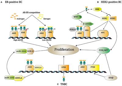 Frontiers | Androgen Receptor in Breast Cancer: From Bench to Bedside