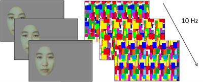 Frontiers | The Development of Binocular Suppression in Infants