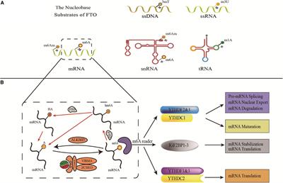 Frontiers Fto A Common Genetic Basis For Obesity And Cancer Genetics