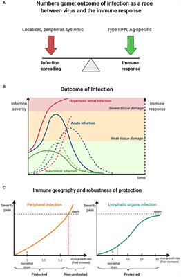 Frontiers | Numbers Game and Immune Geography as Determinants of ...