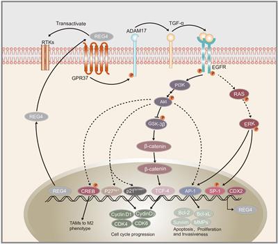 Frontiers | The Clinical Significance and Mechanisms of REG4 in Human ...