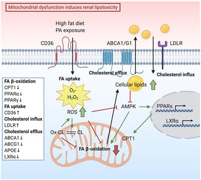 Frontiers | The Vicious Cycle of Renal Lipotoxicity and Mitochondrial ...