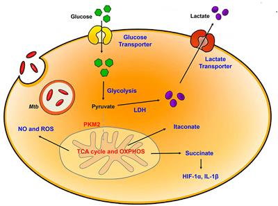 Frontiers | Host-Directed Therapy in Tuberculosis: Targeting Host ...