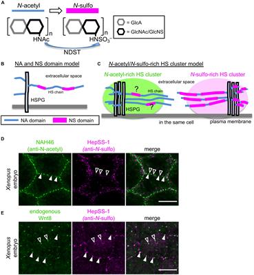 Frontiers Heparan Sulfate Proteoglycan Clustering In Wnt Signaling And Dispersal Cell And Developmental Biology