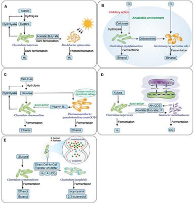 Frontiers | Advances and Applications of Clostridium Co-culture Systems ...