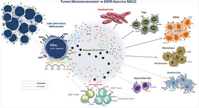 Frontiers | Targeting Immunometabolism Mediated by CD73 Pathway in EGFR ...