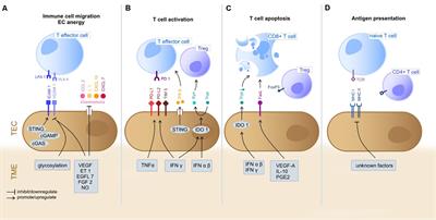 IL-3 is a novel target to interfere with tumor vasculature