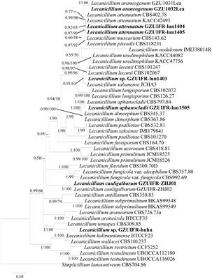 Frontiers  Estimated Divergence Times of Lecanicillium in the Family  Cordycipitaceae Provide Insights Into the Attribution of Lecanicillium