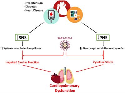 Frontiers | Potential Role of Autonomic Dysfunction in Covid-19 ...