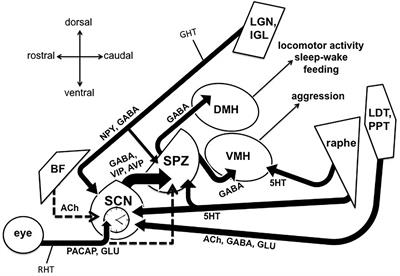 Potential Pathways For Circadian Dysfunction And Sundowning Related Behavioral Aggression In Alzheimer S Disease And Related Dementias Neuroscience Frontiers