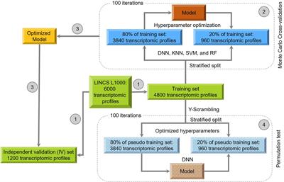 Frontiers Deep Learning On High Throughput Transcriptomics To Predict Drug Induced Liver Injury Bioengineering And Biotechnology