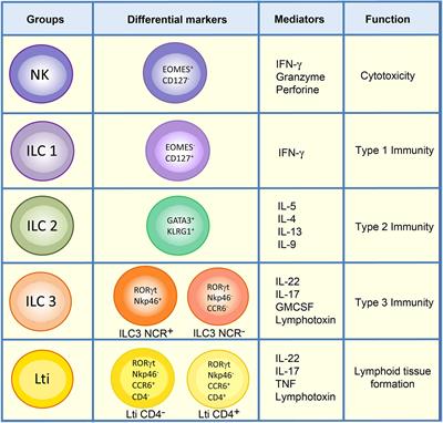 Frontiers | Optimized Protocol for Characterization of Mouse Gut Innate ...