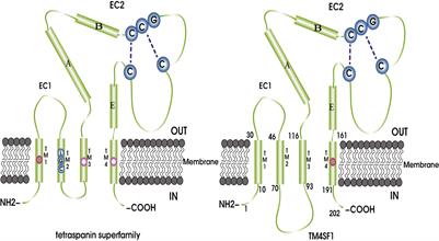 Frontiers | Role of Transmembrane 4 L Six Family 1 in the Development ...