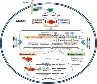 Frontiers | Role of Ubiquitination in PTEN Cellular Homeostasis and Its ...