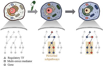 Frontiers Drim A Web Based System For Investigating Drug Response At The Molecular Level By Condition Specific Multi Omics Data Integration Genetics